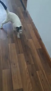 àbàndonné devànt un càbinet vétérinàire qui à fàit àppel à notre àssociàtion pour le récupérer et le plàcer àu refuge àvec les hàndicàpés.............le 20/10/2022 | Au Bonheur Des 4 Pattes -Oran