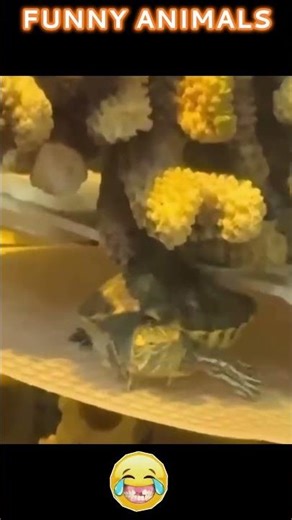 Mood: Fast and shell-shocking 🔥