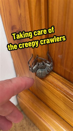 Caring for Huge Huntsman Spiders