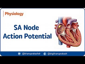 1. SA Node Action Potential 🫀⚡ | Phases, Ionic Basis & Pacemaker Physiology | USMLE Step 1