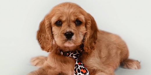 Cockalier Puppies For Sale | Blue Sky Puppies