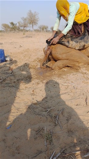 الجمل العطشان في الصحراء والفتاة تفرغ الإناء