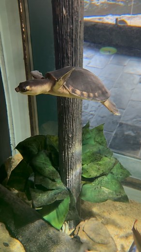 49 reactions | Did you know we’re home to a pig-nosed turtle?!  Our resident Oogway shares his habitat with lots of rainbow fish and can spot his neighbours right across from his habitat, the penguins!  Pig-nosed turtles are endemic to the Nothern Terrirotry right here in Australia!  #sealifesunshinecoast #thewharfmooloolaba #visitsunshinecoast | SEA LIFE Sunshine Coast Aquarium | Facebook