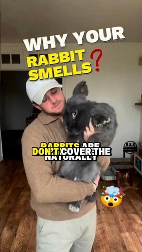 Your rabbit shouldn’t smell 🚫 here’s why! #animals