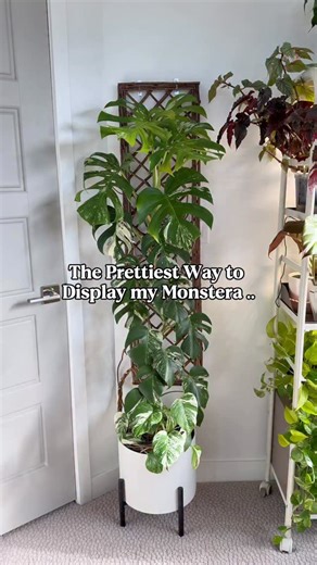 What do you think? 🌿🌿 Monstera are natural climbers, so giving them a trellis isn’t just pretty decor—it helps them grow bigger, healthier leaves 🍃🌱 This monstera outgrew its last space so I’ve been moving things around! I hope it does well in this spot - my Mini Monstera was thriving here before so I hope that’s a good sign! ✨ Comment TRELLIS & I’ll send you the link to this one I love 💕 Make sure you are following for more houseplant tips and inspo 💚🌿 Houseplants | Plant Finds | Indoor 
