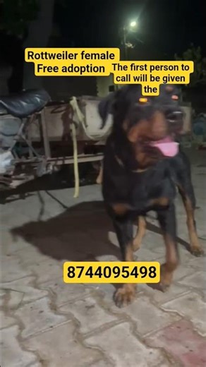 rottweiler female Free adoption #shortvideo #viralvideo