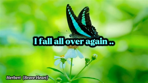 Dan Hill (I Fall All Over Again) Lyrics #lyrics #lyricsmusic #songlyrics #song #music #danhill #IFallAllOverAgain #viralmusic #trendingmusic #reelsfacebook #reelsmusic #followersシ゚ #butterflies #butterfly #butterflyphoto #butterflyphotography #flowers #flowersphoto #flowersphotography #nature #naturelovers #naturephotography #naturevibes #natureinspired #naturebeauty #herbert #herbertjunglefighter #herbertbraveheart #hightlight #fypシ゚ | Herbert