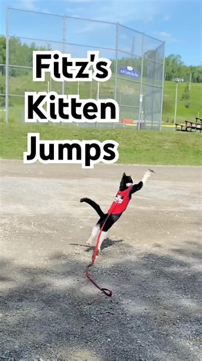 Fitz's kitten jumps