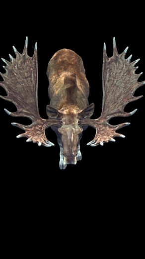 Exploring the Big Five-Star Moose: A Hunter's Guide