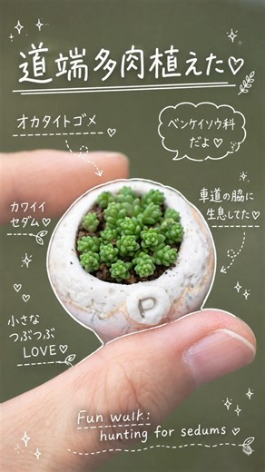 わが町では半径1キロ範囲に野生化したオカタイトゴメ10箇所以上見かける🤭