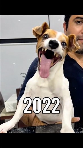 The Most Legendary Dog Memes (Then Vs Now) 🐶💔