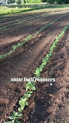 these half runners beans are really growing#fyp