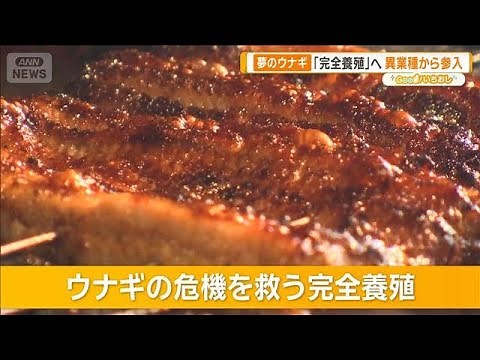 ウナギ完全養殖 格安生産の実現迫る 3年以内・1匹1000円以下目標【グッド！いちおし】【グッド！モーニング】(2025年11月23日)
