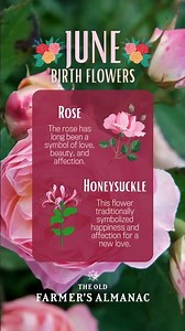 June Birth Flowers from The Old Farmer's Almanac