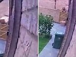 Yodel driver spotted chucking a package over a fence
