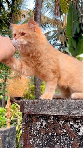 Kitten meowing 🫶 ! Cat sound ! Cat videos ! Cat ! Cat voice ! Cats ! Persian cats ! Cat melwing