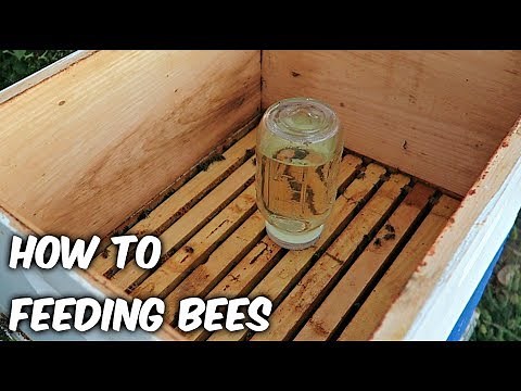 Feeding Bees in a Fall - Beekeeping