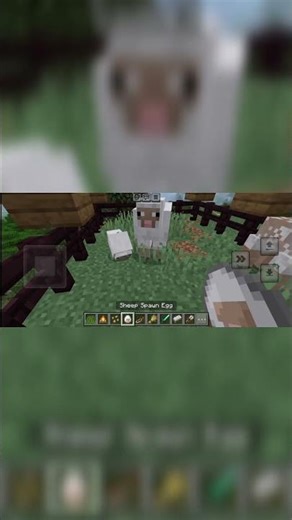 how to get wool from sheep in minecraft