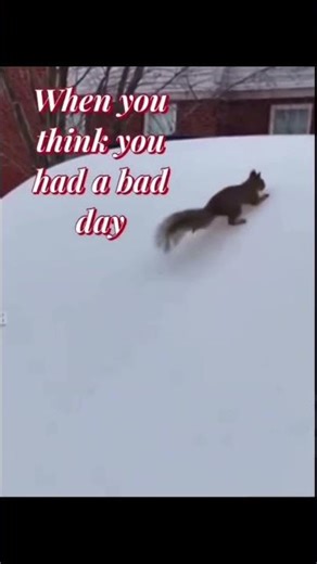 The squirrel is having a bad day
