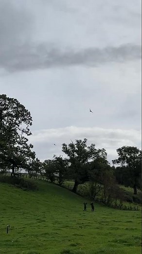 .410 bore duck shooting #hunting #fieldsportsbritain
