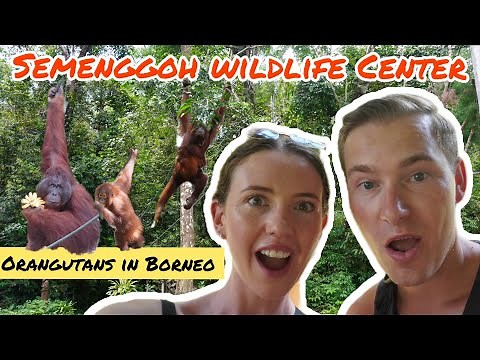 BORNEO ORANGUTANS Up Close | Semenggoh Wildlife Centre 🇲🇾