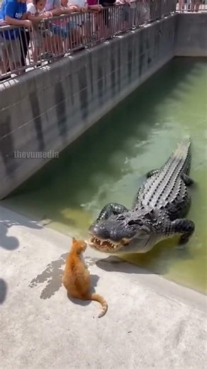 Cat Battles Alligator at Local Zoo!
