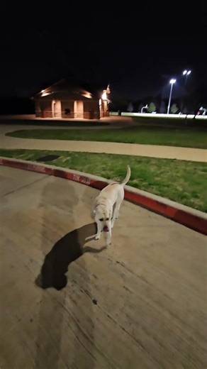 Claiming the fire hydrant. #dog