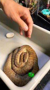 New Children’s python clutch! #molinarosnakelab #snakebreeding #Antaresia #childrenspython #shorts