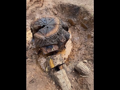 Black Walnut Stump Removal- With Hand Tools