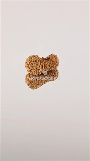 27 Mukhi Rudraksha 16.01 mm Java Bead | Grade A Medium Genuine Natural #27mukhi #javarudraksha