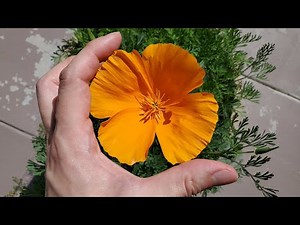 Growing California Poppies from Seeds, Days 0-91
