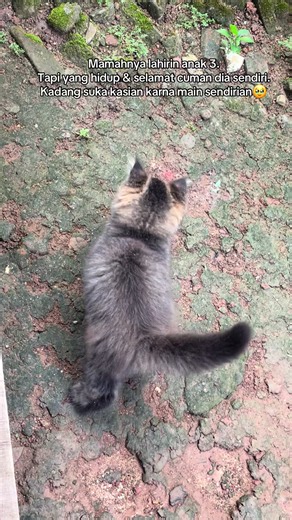 Makasih Sayang Udah Hidup & Sehat — Kucing Kecil Lucu