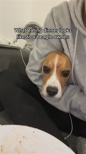 Sneaky Mode On 😂🐶 #dog #dogsoftiktok #beagle #beaglesoftiktok #pets #fyp #viral #trending #funnydog #reels Sneaky little moves activated 😂 just watching this pup go into stealth mode! | Beagle Sisters Kiki And Koko