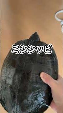台風が来たら生き物が◯んでしまいます…