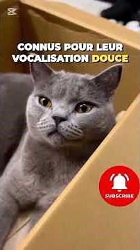 Chartreux🐱Très Belle Race