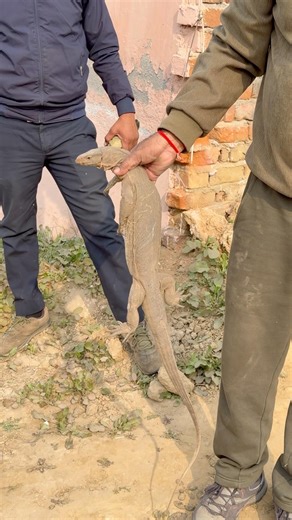 भारत में सबसे खतरनाक माना जाने वाला जीव। गुहेरा #yt #wildliferescue #shortsfeed #wildlife #shorts