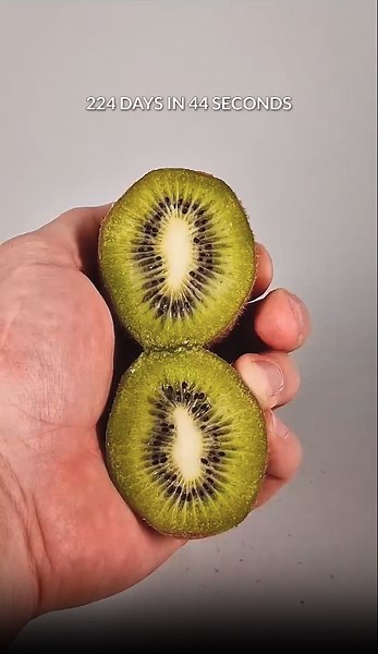 224 days in 44 seconds. Kiwi timelapse 🥝