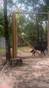 Music 🎶 to our ears Make sure you are following our Wolf-dog pages, and socials! They have their very own linktree: https://linktr.ee/VRC_WolfDogs_Amazon | Villalobos Rescue Center - TEXAS