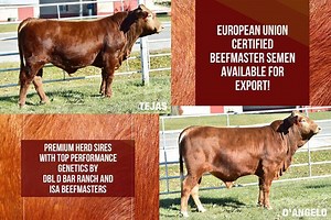 European Union (E.U.) Certified BEFFMASTER Semen – Premium Herd Sire Genetics Dbl D Bar Ranch of Industry, Texas and Isa Beefmasters of San Angelo, Texas are pleased to announce European Union (E.U.) Certified Beefmaster Semen available for export to any country regulated by European Union health protocols. We believe this is the first E.U. qualified Beefmaster semen ever available, so this is an important breakthrough for these markets. Since E.U. Certified Beefmaster Embryos were first shipped