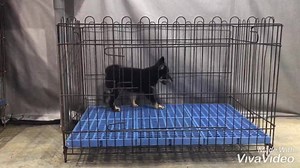 5 comments | Japanese breed Shiba-Inu available 日本柴犬-柴犬-柴犬 Imported...