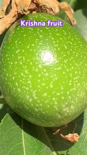 Ornamental fruit Passion flower plant #krishnafruit #shortfeed #passionfruit