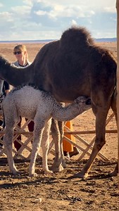 This morning we visited the nomads and came across this beautiful little baby camel feeding on his mother’s milk. A simple, powerful moment of life in the Sahara, where traditions, nature, and daily routines continue just as they have for generations. #saharalife #nomadlife #moroccoshinydays #travelgram #authenticmorocco | Morocco Shiny Days
