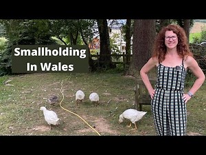 Revisit A Smallholding In UK - Homestead In Wales