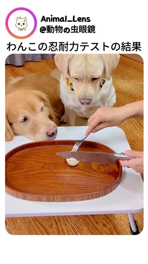 わんこの忍耐力テストの結果