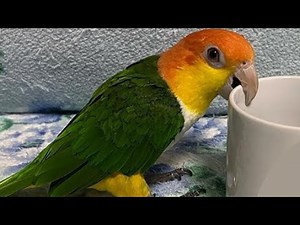 White Bellied Caique Funny - Caique Parrot Talking