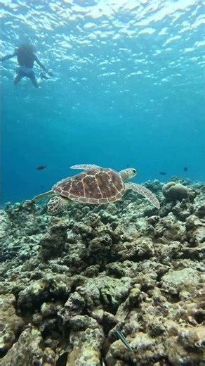 🌊 Incredible Underwater Encounter with a Sea Turtle 🐢 | 4K