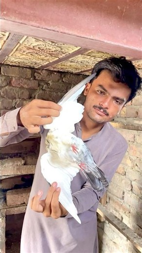 My Beloved Pigeon Passed Away 💔🕊️ | Final Goodbye #shorts