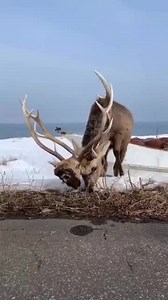 Most gangster deer youll ever see