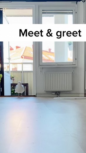 Friendly Pet Seagull Greeting Guests with Hand Feeding