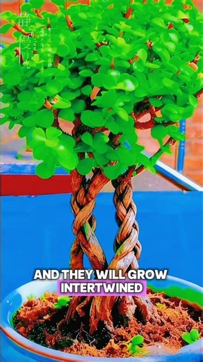 How to train tree trunks to grow intertwined#shorts#short#trending#unique#fyp